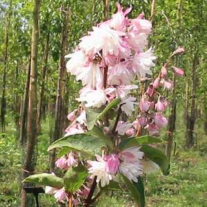 DEUTZIA crenata 'Pride of Rochester'