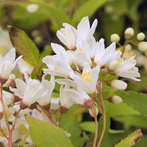 DEUTZIA gracilis 'Nikko'