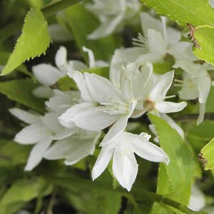 DEUTZIA gracilis