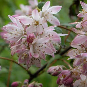 DEUTZIA x hybrida 'Perle Rose'