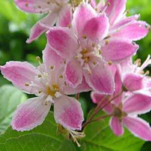 DEUTZIA x hybrida 'Tourbillon Rouge'