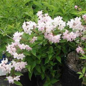 DEUTZIA purpurascens 'Kalmiiflora'