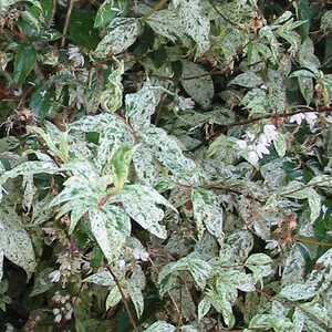 DEUTZIA scabra 'Pulverulenta'