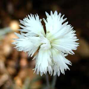 DIANTHUS 'Albus Plenus'