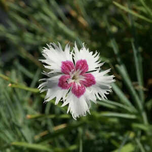 DIANTHUS anatolicus