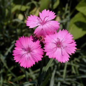 DIANTHUS carthusianorum