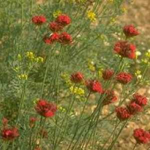 DIANTHUS cruentus