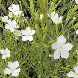 DIANTHUS deltoides 'Albus'