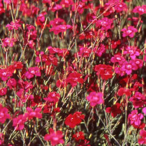 DIANTHUS deltoides 'Flashing Light' ('Leuchtfunk')