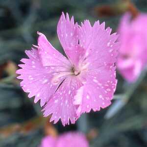 DIANTHUS 'Duchesse of Fife'
