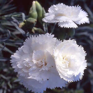 DIANTHUS 'Haytor White'
