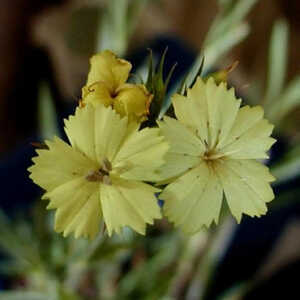 DIANTHUS knappii