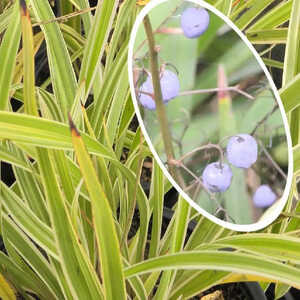 DIANELLA nigra 'Margaret Pringle'