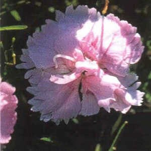 DIANTHUS 'Pike's Pink'