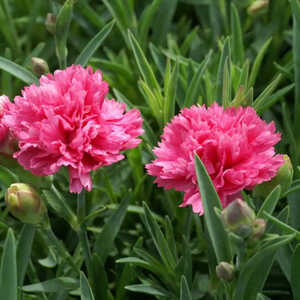 DIANTHUS 'Sherbet'®