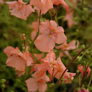 DIASCIA 'Blackthorn Apricot'