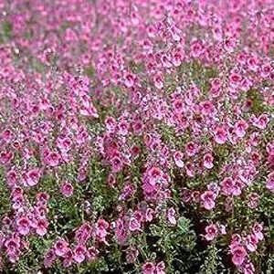 DIASCIA fetcaniensis