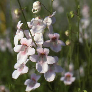 DIASCIA integerrima 'Blush'