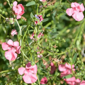 DIASCIA integerrima