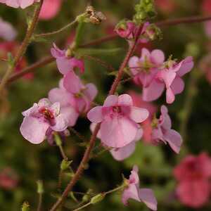 DIASCIA 'Lilac Mist'