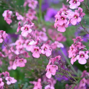 DIASCIA personata