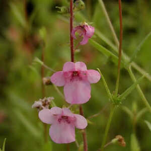 DIASCIA 'Ruby Field'