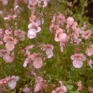 DIASCIA 'Salmon Supreme'