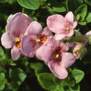 DIASCIA vigilis