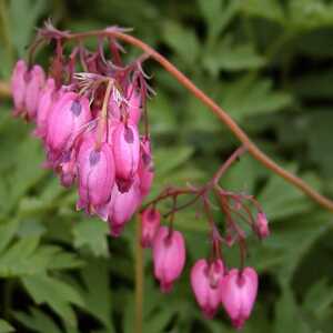 DICENTRA eximia