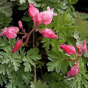 DICENTRA formosa 'Luxuriant'