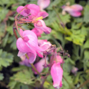 DICENTRA 'King of Hearts' ®