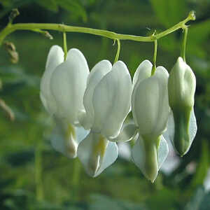 DICENTRA spectabilis 'Alba'