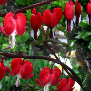 DICENTRA spectabilis 'Valentine'