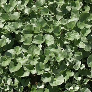 DICHONDRA repens