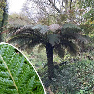 DICKSONIA antartica