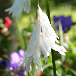 DIERAMA argyreum