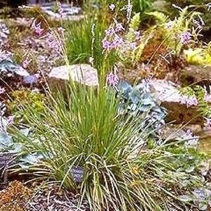 DIERAMA pendulum