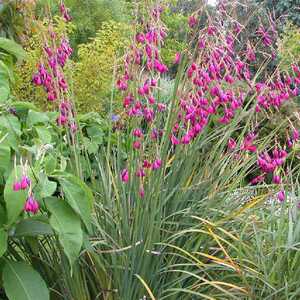 DIERAMA pulcherrimum 'Blackbird'