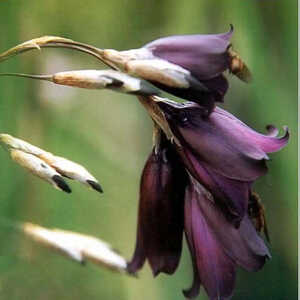 DIERAMA pulcherrimum 'Merlin'