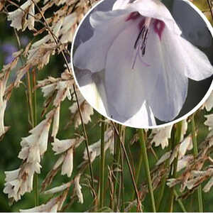 DIERAMA pulcherrimum 'Snowbells'