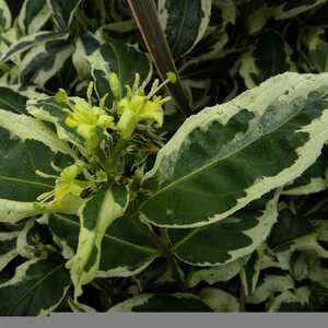 DIERVILLA sessiliflolia 'Cool Splash'