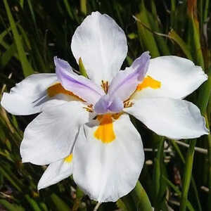 DIETES grandiflora