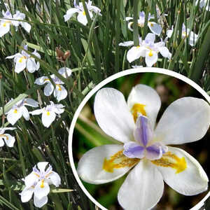 DIETES iridioides