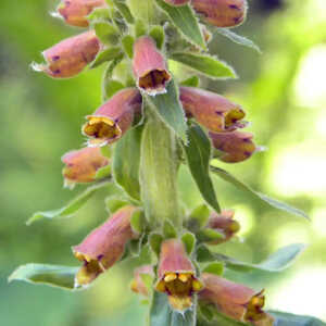 DIGITALIS ferruginea