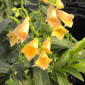 DIGITALIS 'Goldcrest' ®