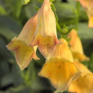 DIGITALIS 'Goldcrest' ®