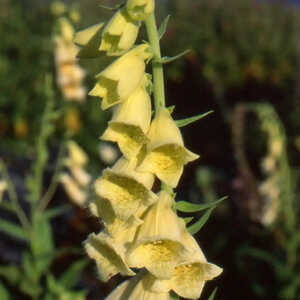 DIGITALIS grandiflora (D.ambigua)