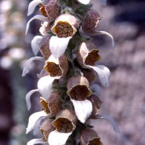 DIGITALIS lanata