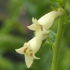 DIGITALIS lutea