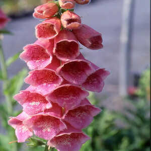 DIGITALIS x mertonensis